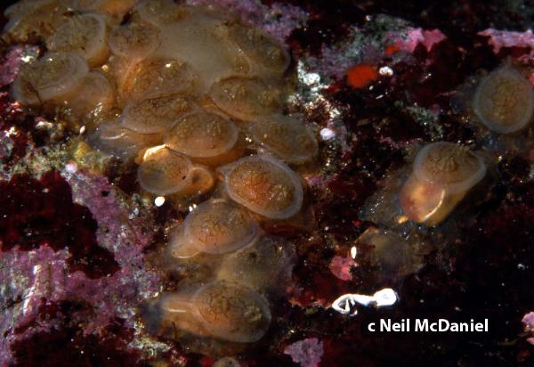 Photo of Chelyosoma productum by <a href="http://www.seastarsofthepacificnorthwest.info/">Neil McDaniel</a>